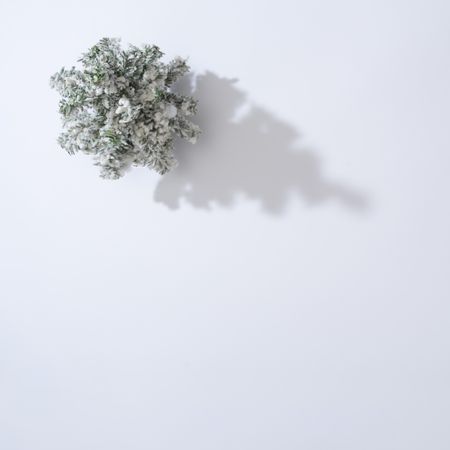 Snowy Christmas tree with light background with shadow