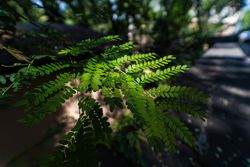 Close up of acacia leaves