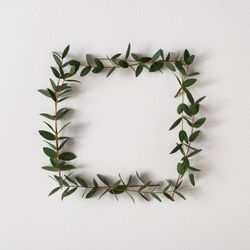 Eucalyptus leaves frame on light background
