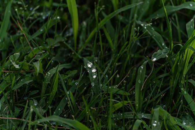 Dew on the grass after the rain