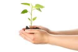 Woman hands holding seedling in soil, isolated on blank background. Environmental protection