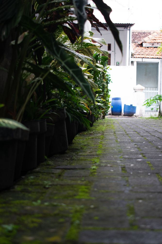 Pots flower in line in front of home, house gardening, low angle view