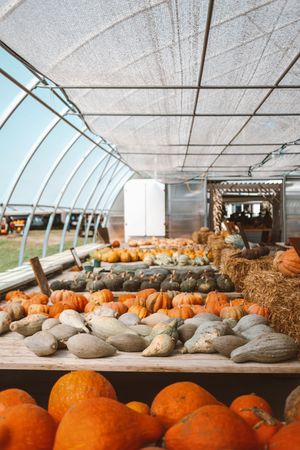 Variations of pumpkins on tables in an enclosed greenhouse