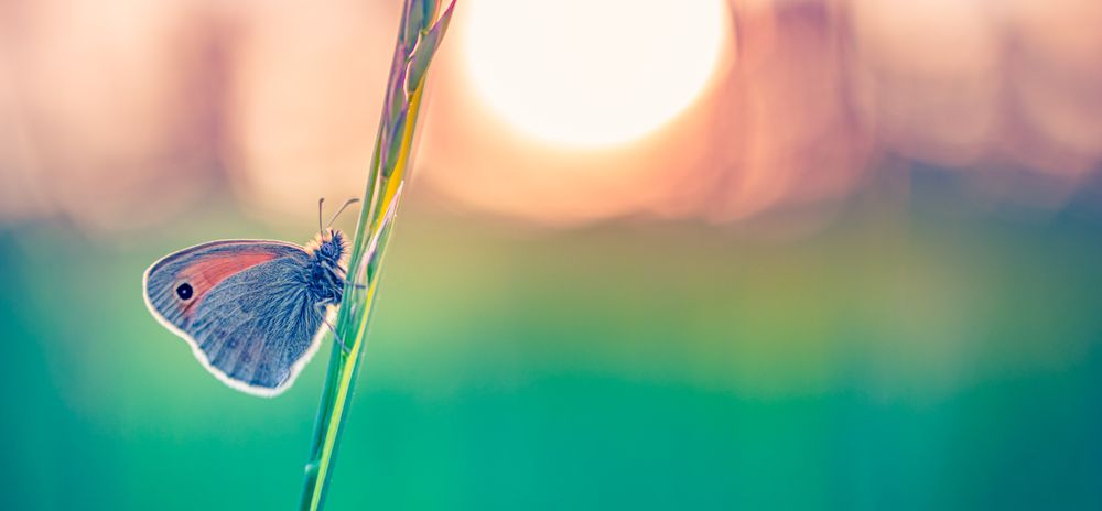 Colorful moth on a long piece of grass, wide