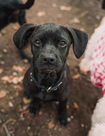 Cute puppy sitting in street