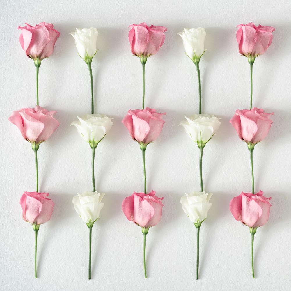 Rows of roses