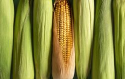 Many corn cobs in a row