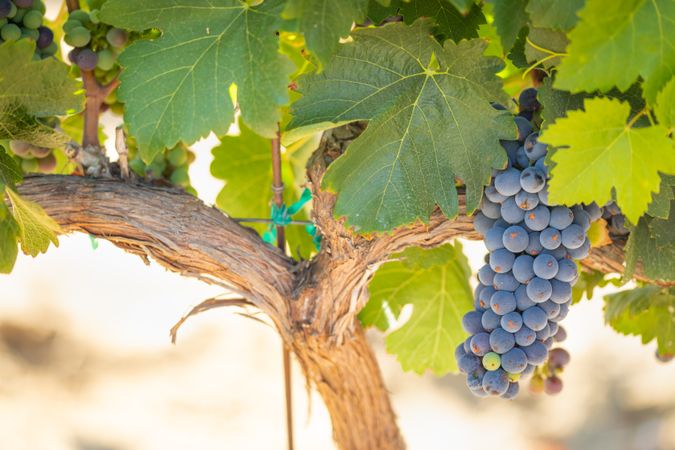 Vineyard with Lush, Ripe Wine Grapes on the Vine Ready for Harvest