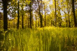 Grass in a forest at sunset