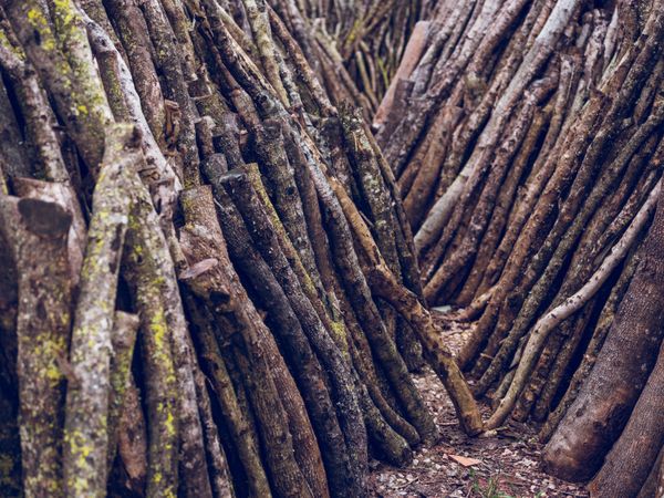 Cut off tree branches in nature