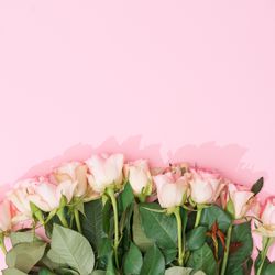 Row of flowers on pink background