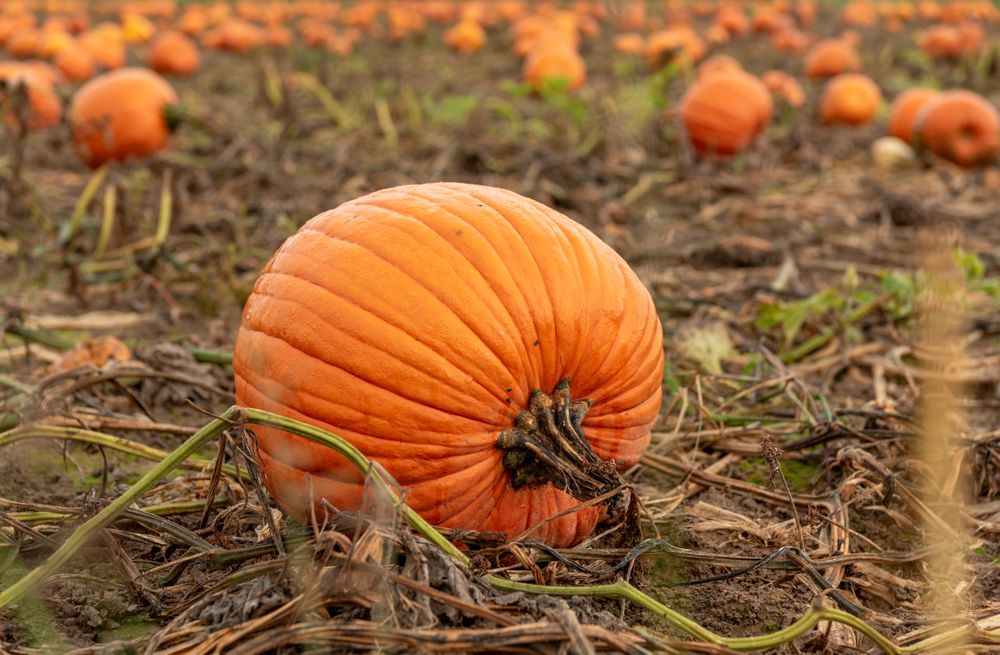 Pumpkins close-up, on the field in October, in Stuttgart, Germany