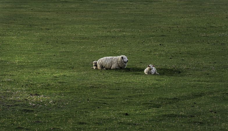 Sheep and lambs sleeping on green grass pasture