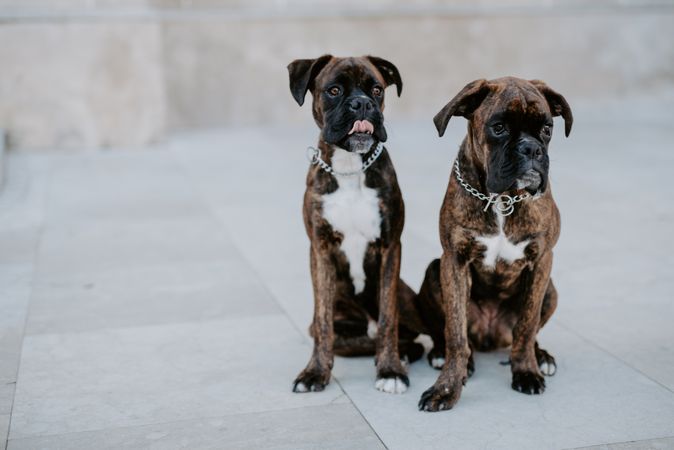 Playful cute dogs dutifully sitting on pavement