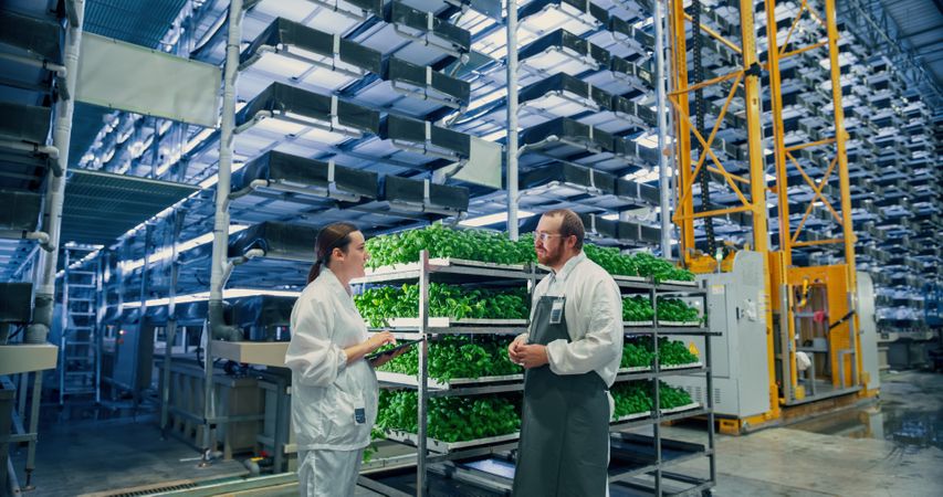 Agricultural Engineer and a Young Female Scientist Discussing Basil Leaves Quality a Modern Vertical Farm.