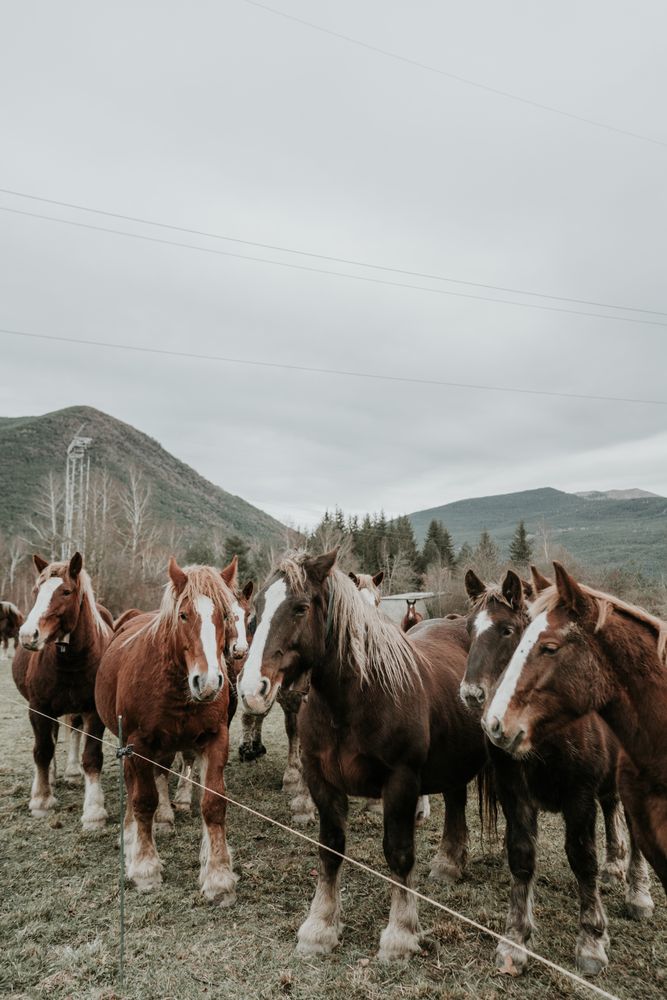 Beautiful horses on meadow