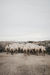 Sheep walking on the road