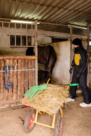Person with wheelbarrow by horse in barn