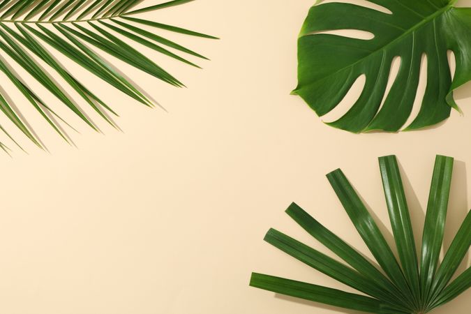 Different palm leaves on color background, copy space