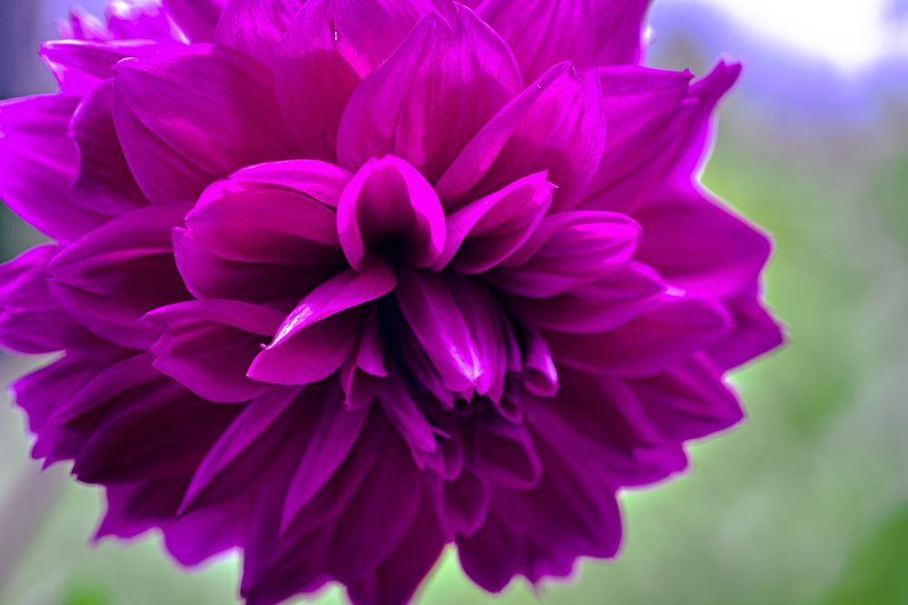 Lush vivid magenta colored flower growing in the wild