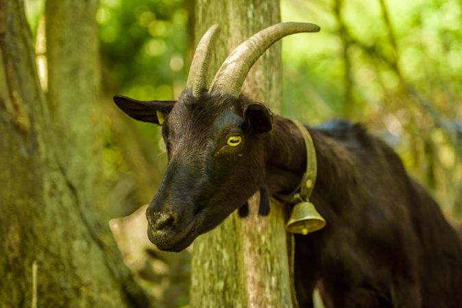 Domestic goat with big horns