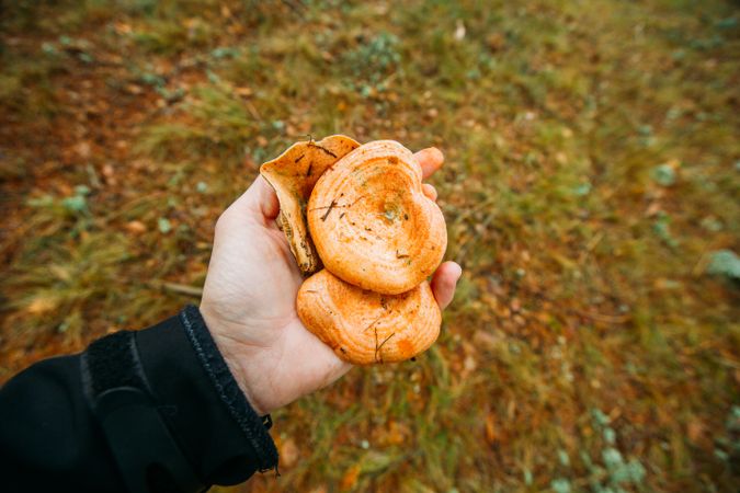 Hand holding wild mushroom