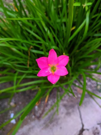 Pink beauty flower at garden