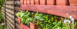 Wooden shelves of terra-cotta pots with herbs