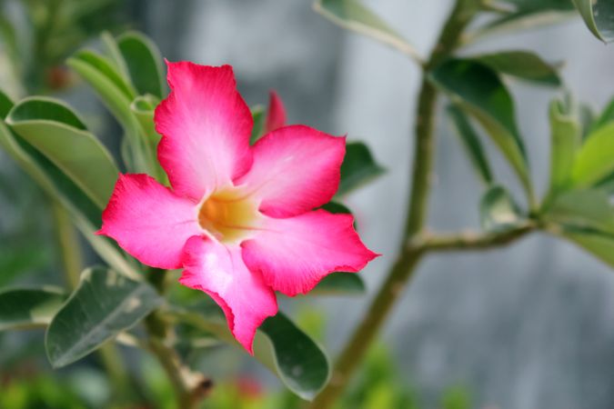 Pink tropical flower in macro style.