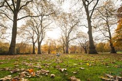 Pigeon flying in autumn park