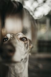 Funny greyhound looking out window