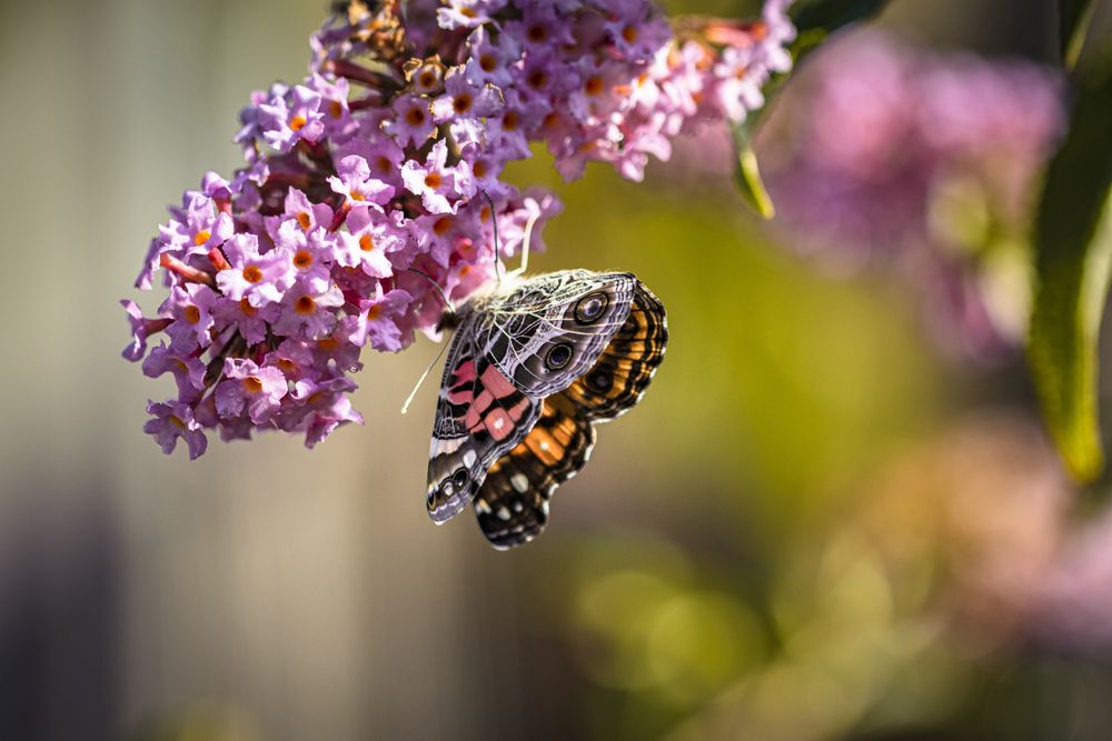 American lady butterfly hanging upside down on pink floral branch