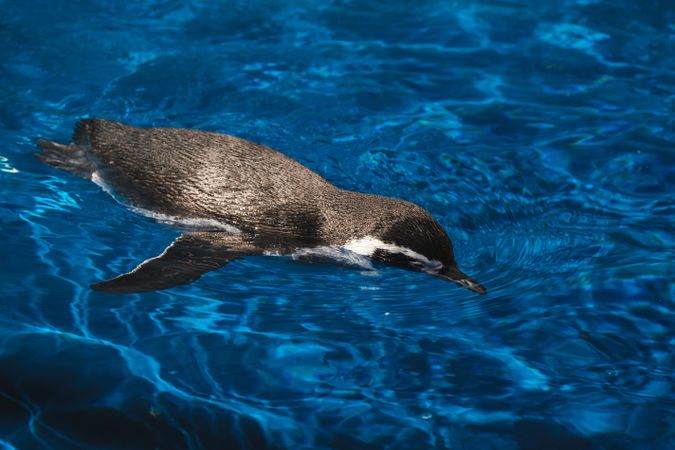 Cute Humboldt penguin swimming in pool