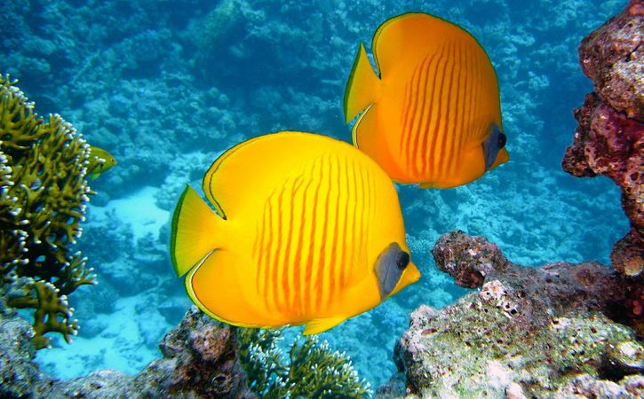 Two tropical fish swimming in the water