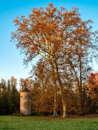 Bright autumn colors in the Vosges mountains. Alsace.