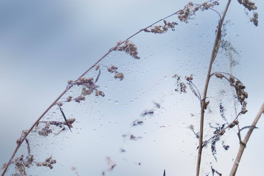 Spider web with morning dew between plants on a cloudy morning