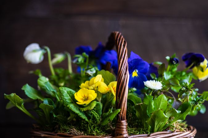 Basket of yellow and blue spring flowers