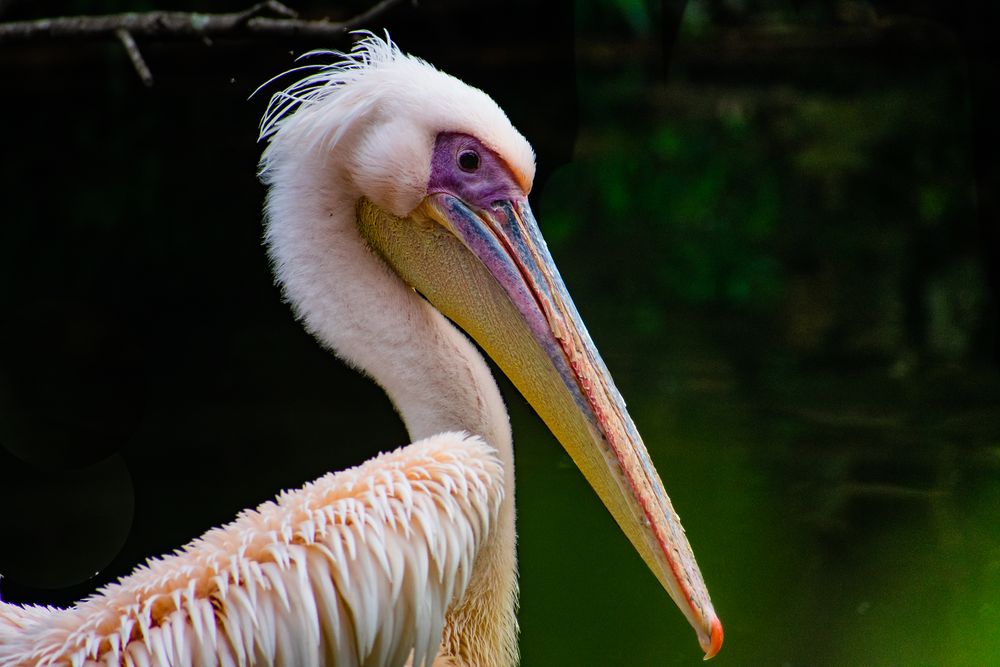 Light colored pelican in close up