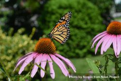 Monarch butterfly perched on pink flower in close up 42z3q4