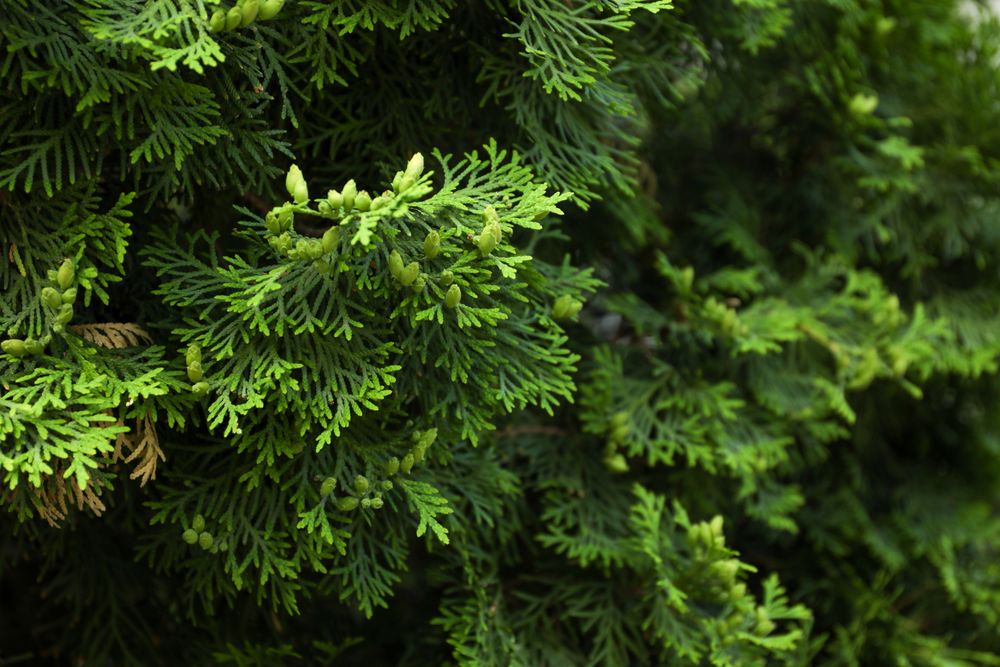Close up of green thuja branches. Coniferous plant