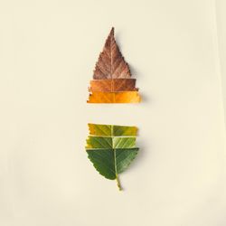 Autumn leaf cut in strips from green to red on light background