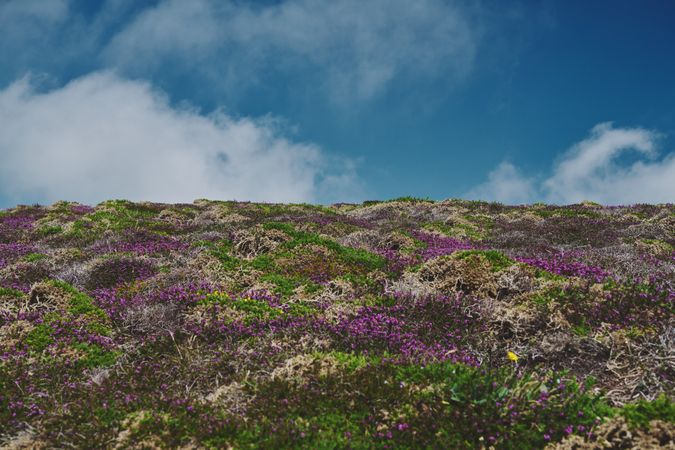 Hill with purple flowers