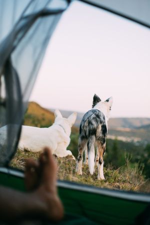 Dogs guarding tent with traveler