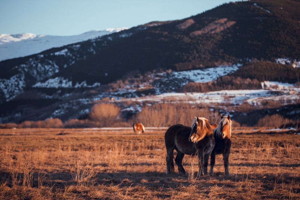 Wild horses pasturing on field near hills
