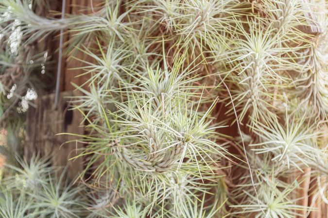 image of group Tillandsia or air plants for sale at the nursery