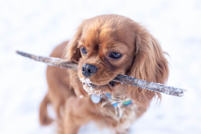 Cavalier spaniel playing with a stick on a snowy day