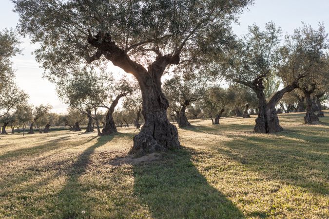 Beautiful grove of old trees in sunlight