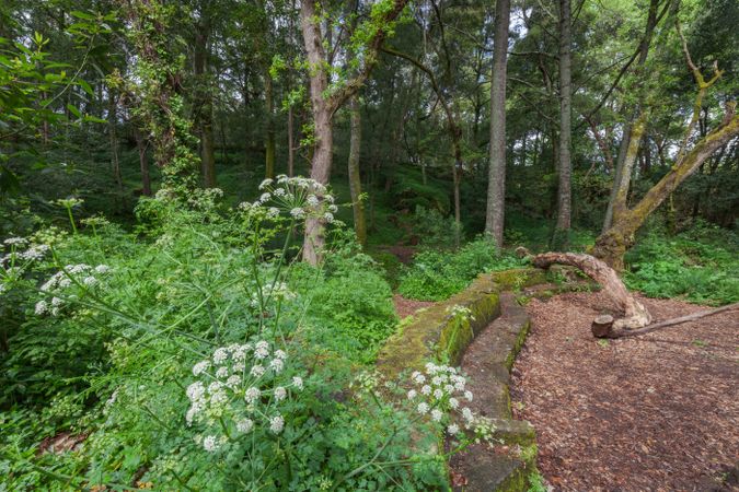 Fantastic forest in the Galician mythological mountains, Spain