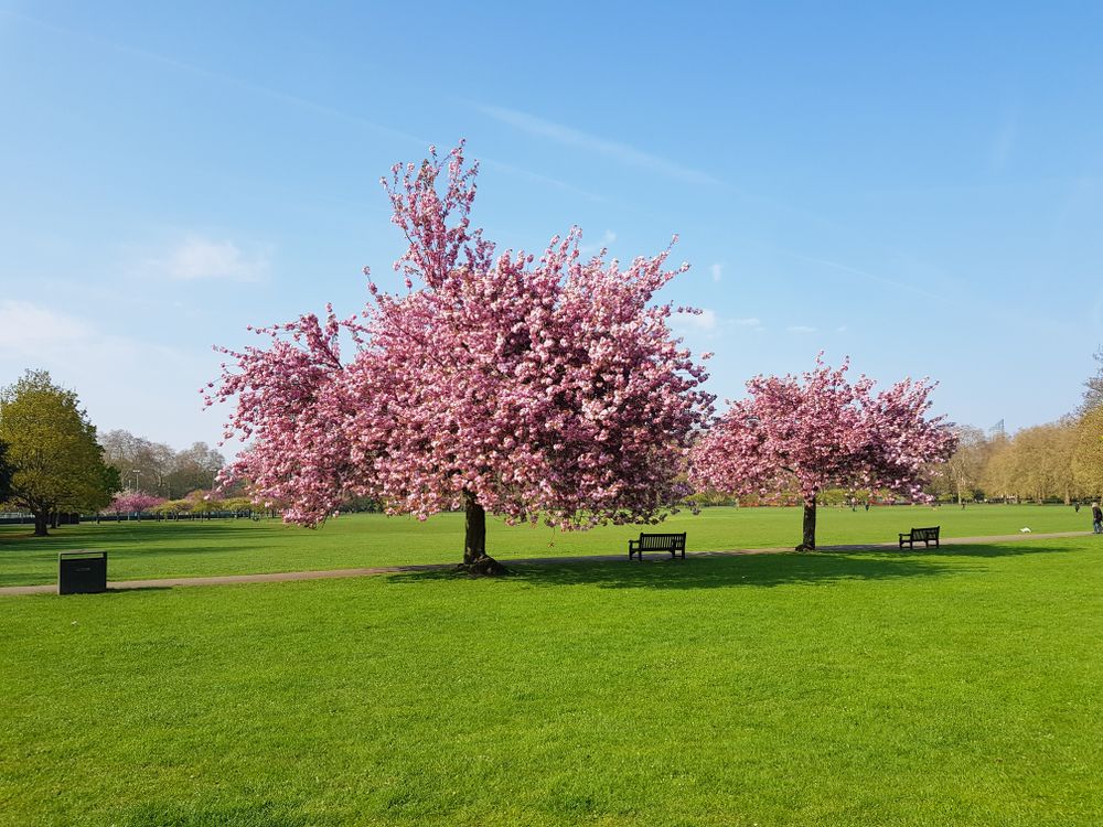Pink cherry blossom tree blooming in park on beautiful bright day