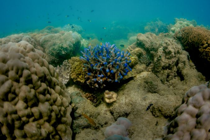 Different colored corals in sea